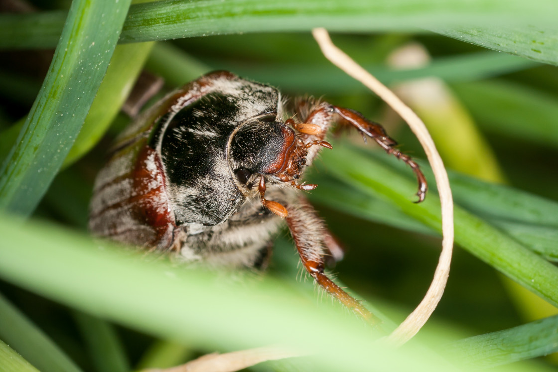 "Cockchafer or May Bug Beetle" by Gordon England - $12.55 "Cockchafer or May Bug Beetle" stock image