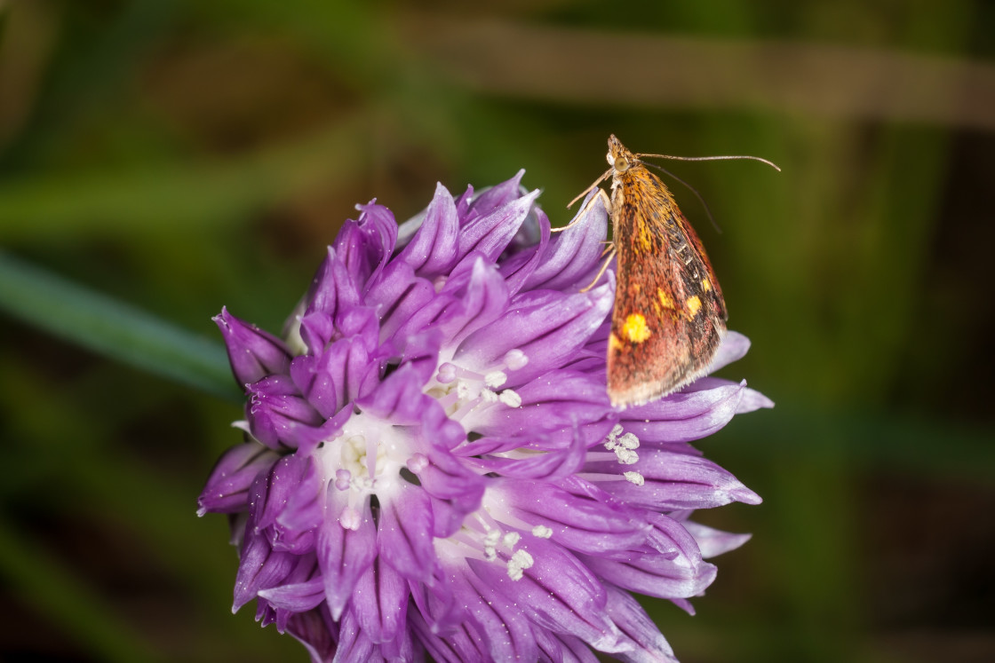 "Mint Moth" by Gordon England - $12.70 "Mint Moth" stock image