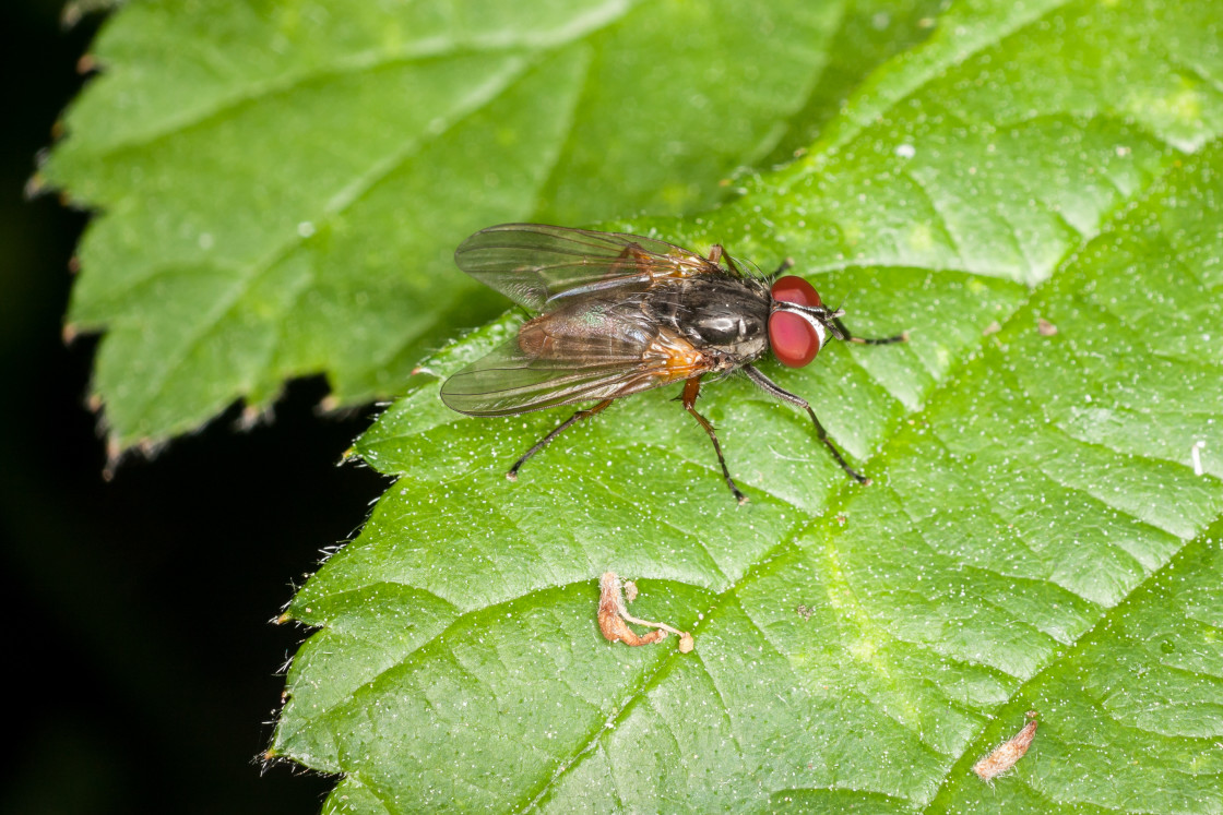 "Fly on Bramble Leaf" stock image