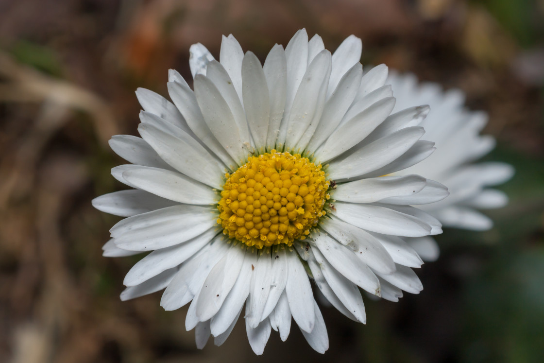 "Daisy Flower" stock image