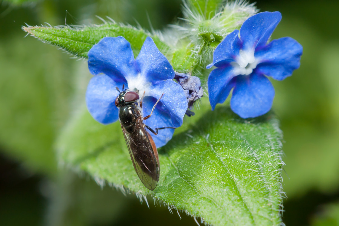 "White-footed Hoverfly" by Gordon England - $12.55 "White-footed Hoverfly" stock image