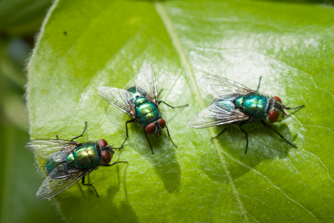 "Three Green Bottles" stock image