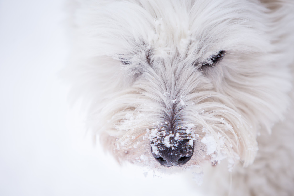 "Snow Dog" stock image