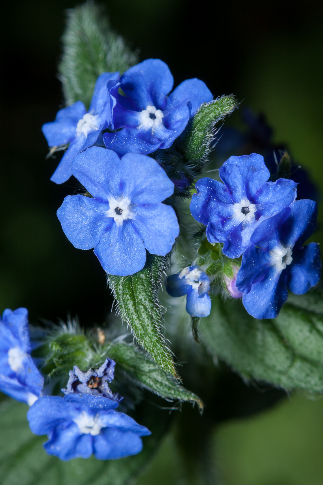 "Blue Flowers of Alkanet" stock image