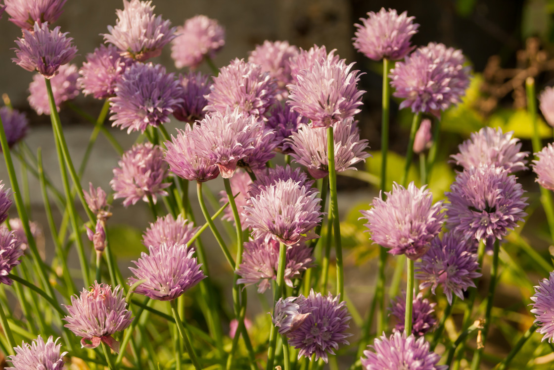 "Chive Flowers" stock image