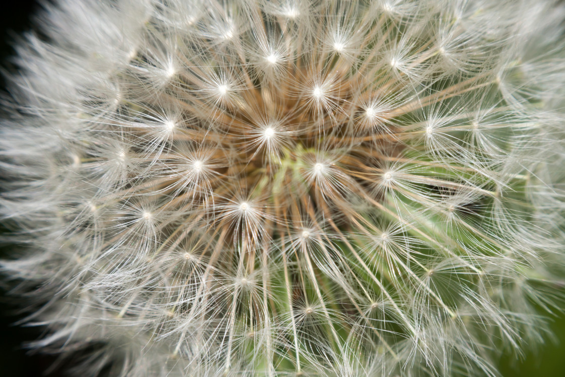 "Dandelion Clock" stock image