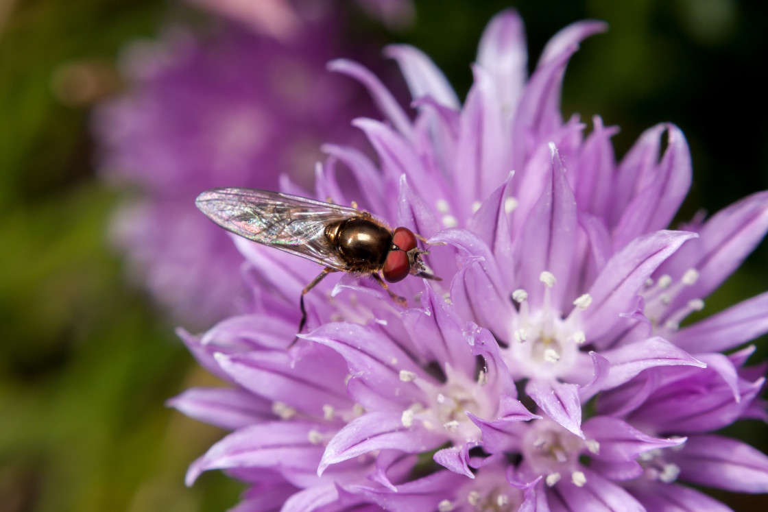 "White-footed Hoverfly" stock image