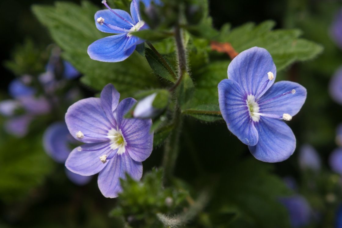 "Germander Speedwell" stock image