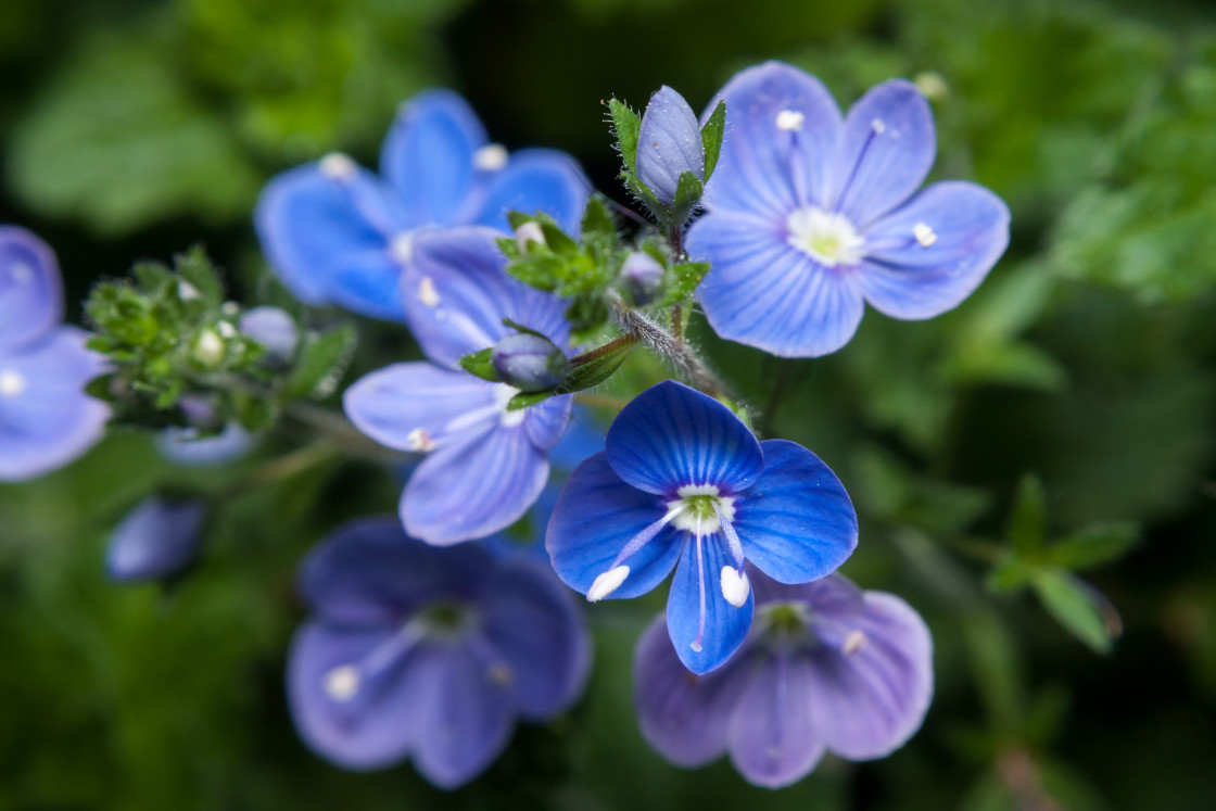 "Germander Speedwell Flowers" stock image