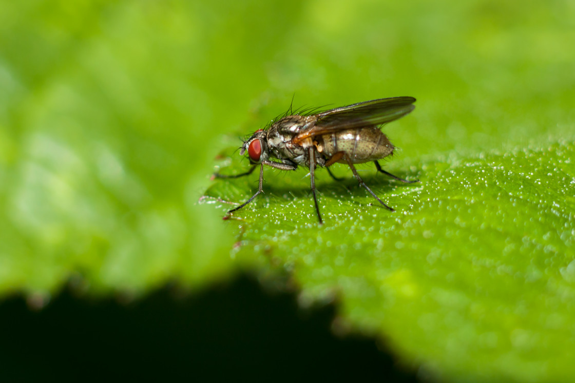 "Root-maggot fly" stock image