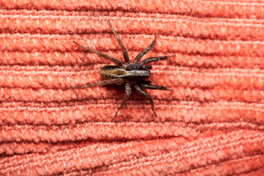 "Wolf Spider" stock image