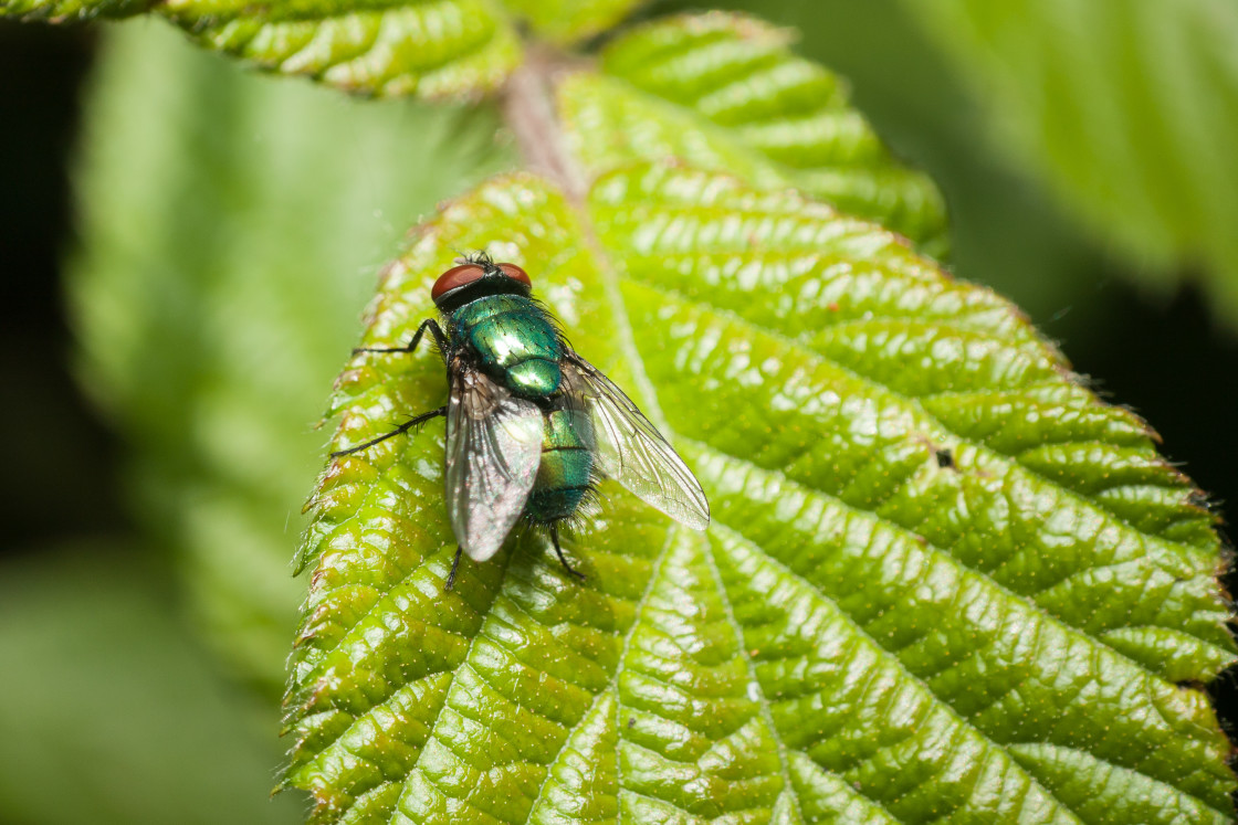 "Green Bottle Fly" stock image