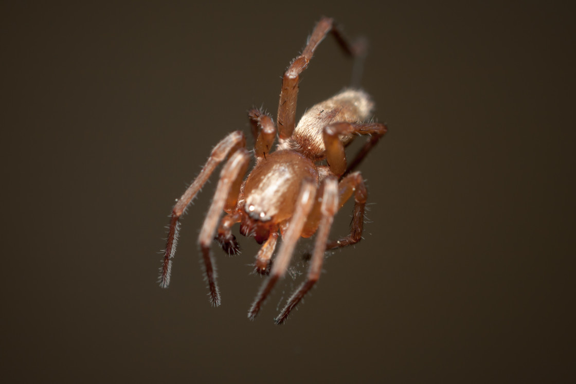 "Spider" stock image