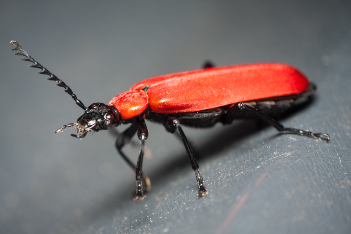 "Black-Headed Cardinal Beetle" by Gordon England - $12.09 "Black-Headed Cardinal Beetle" stock image