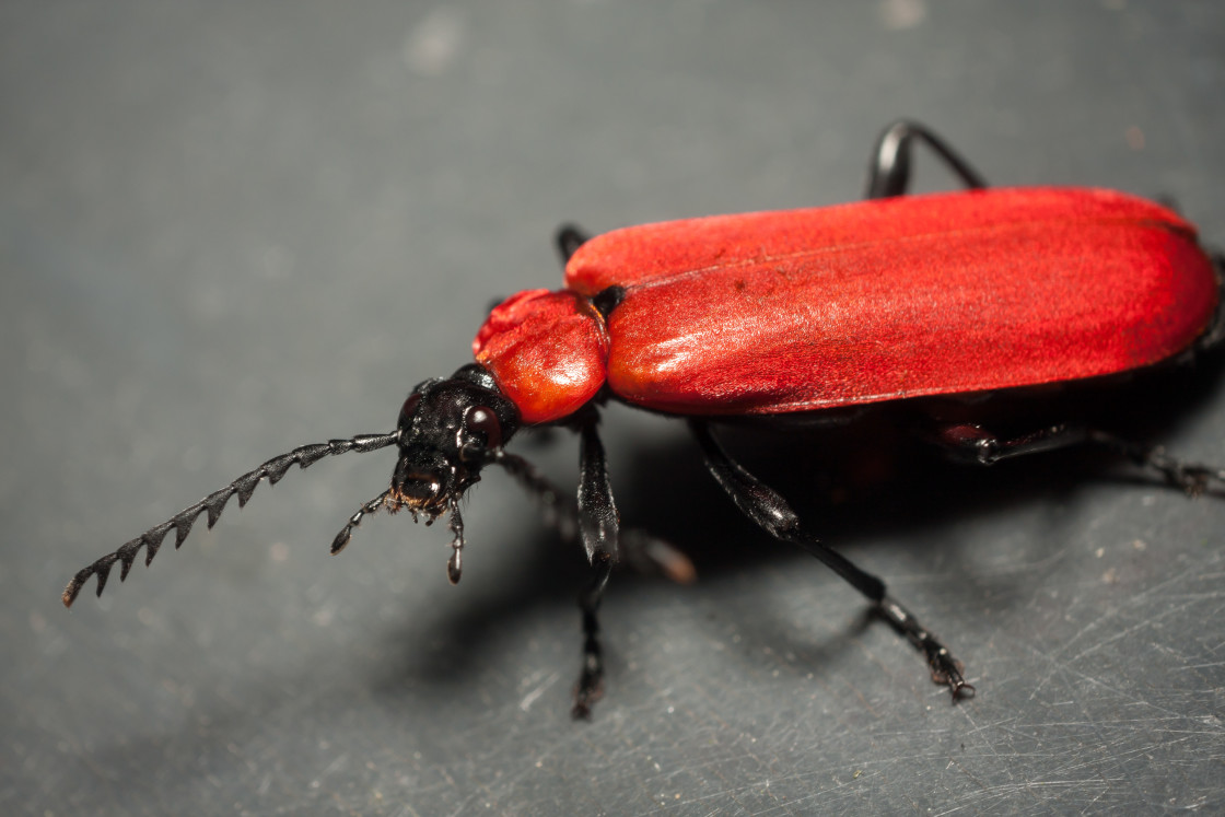 "Black-Headed Cardinal Beetle" by Gordon England - $12.55 "Black-Headed Cardinal Beetle" stock image