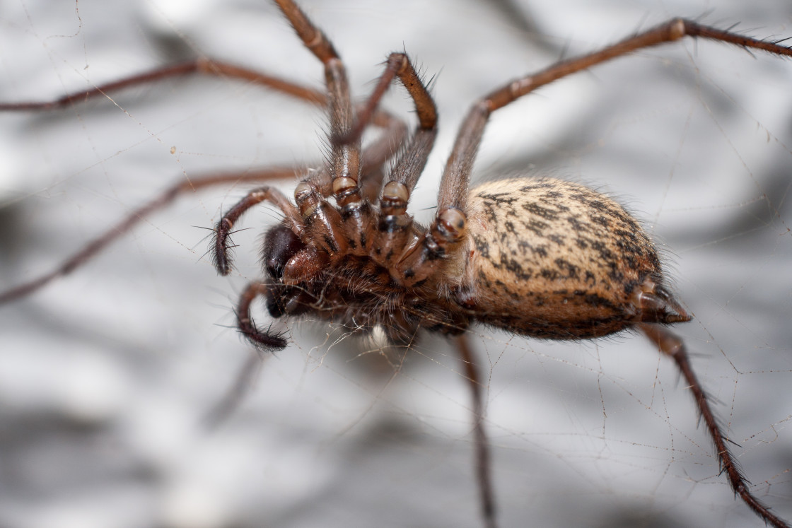 "Female giant house spider" stock image