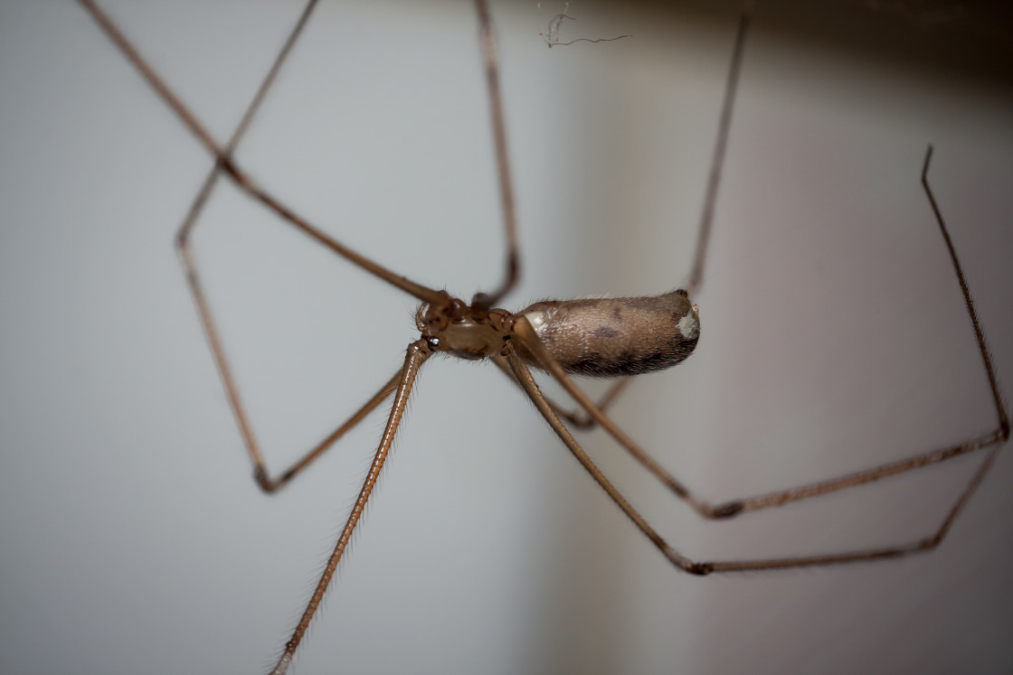 "Long-legged Cellar Spider" stock image