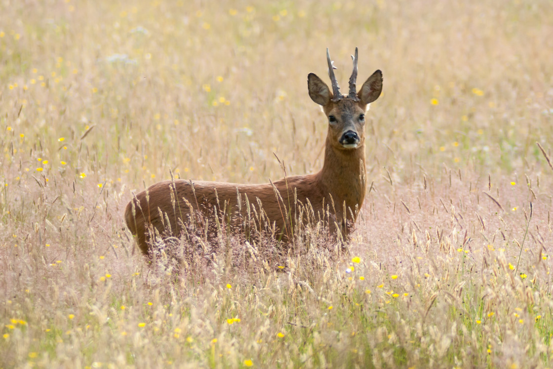 "Roe Deer Buck" stock image