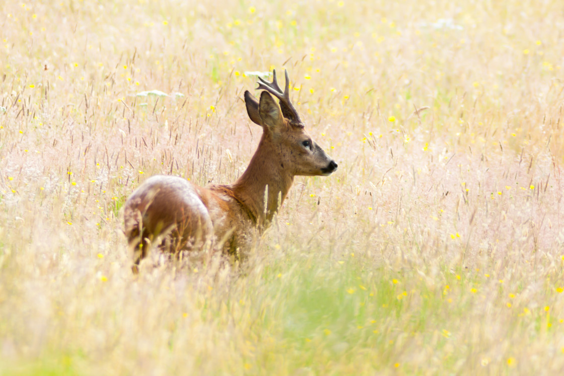"Roe Deer Buck" by Gordon England - $12.06 "Roe Deer Buck" stock image