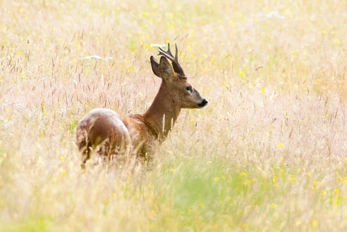 "Roe Deer Buck" stock image