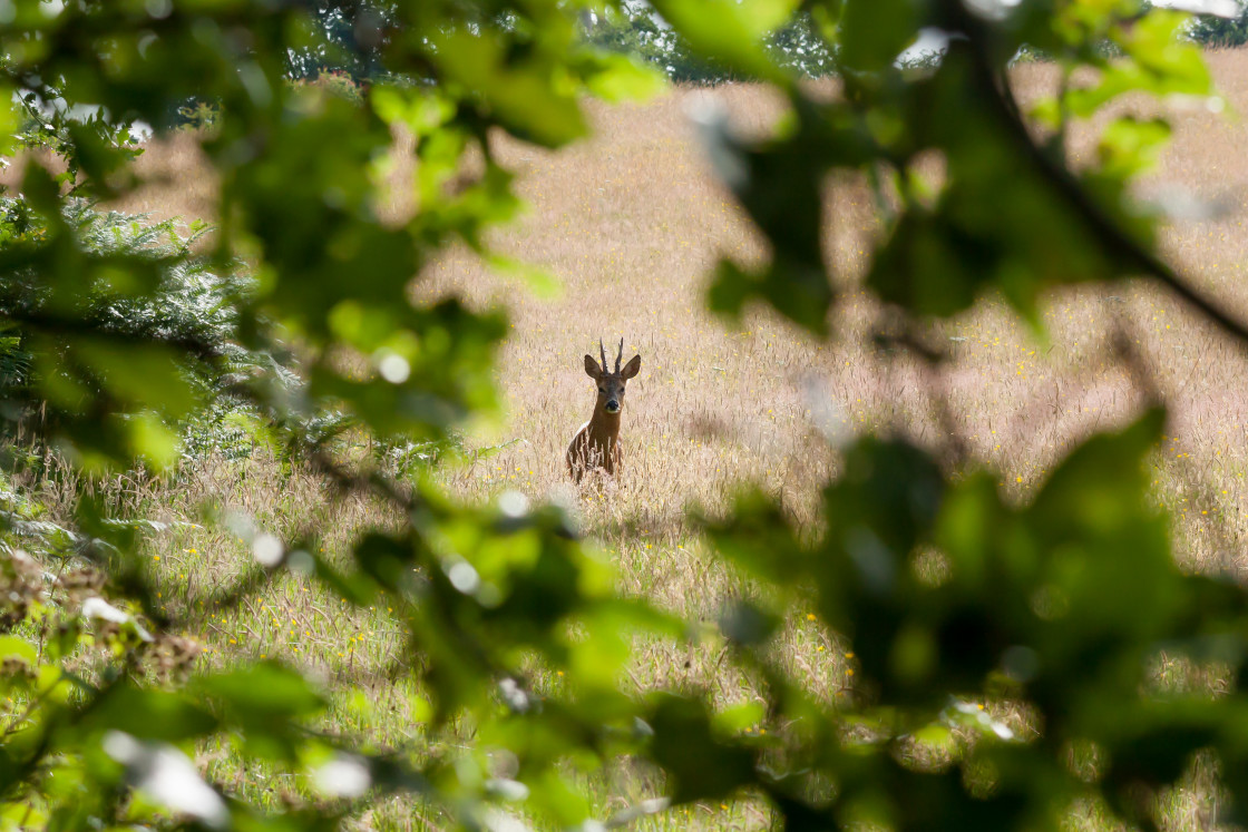 "Roe Deer Buck" stock image