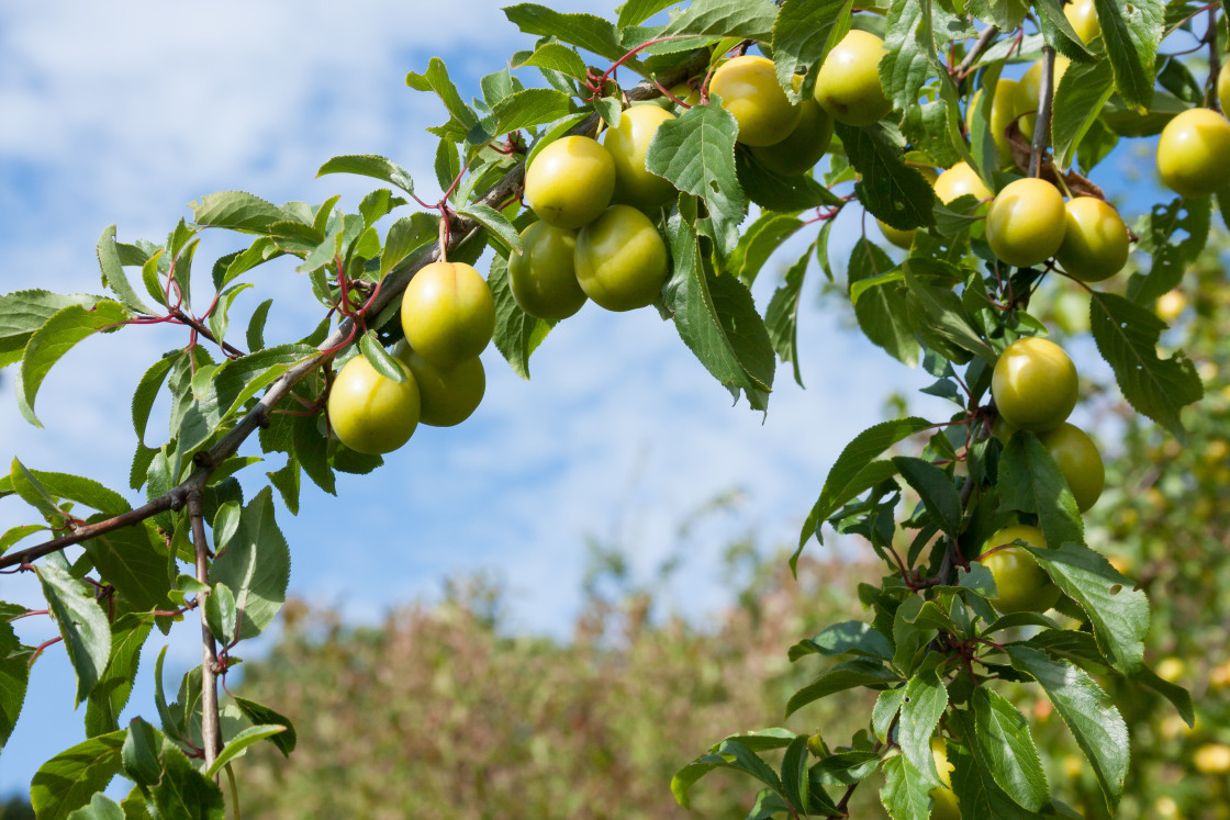 "Cherry Plum" stock image