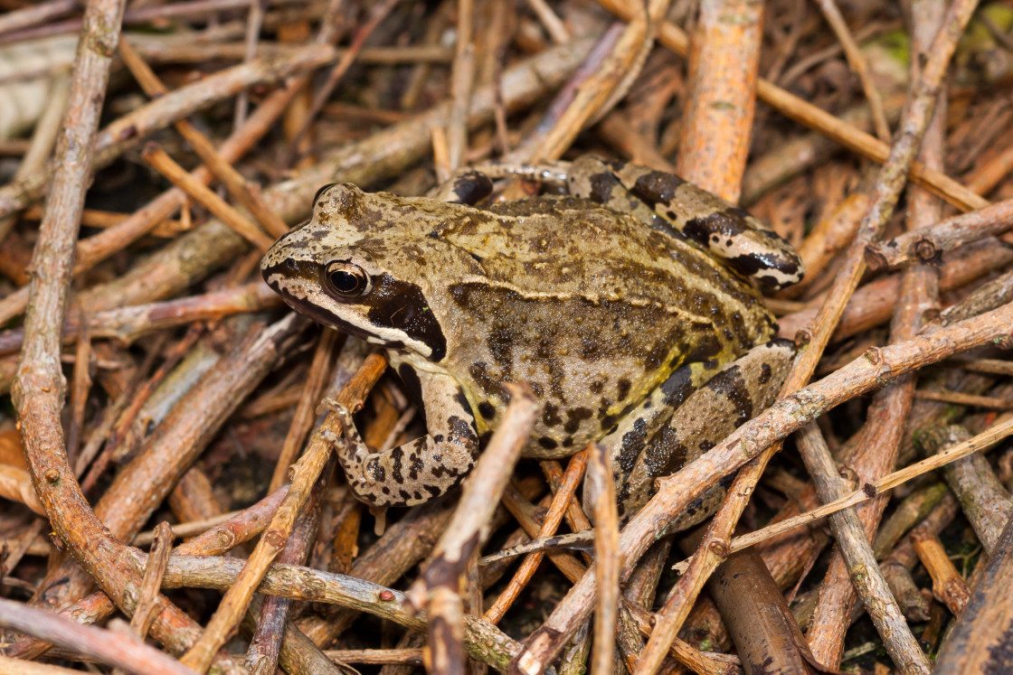 "Frog" stock image