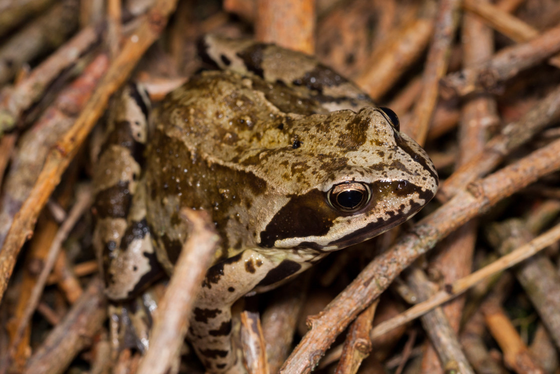 "Frog" stock image