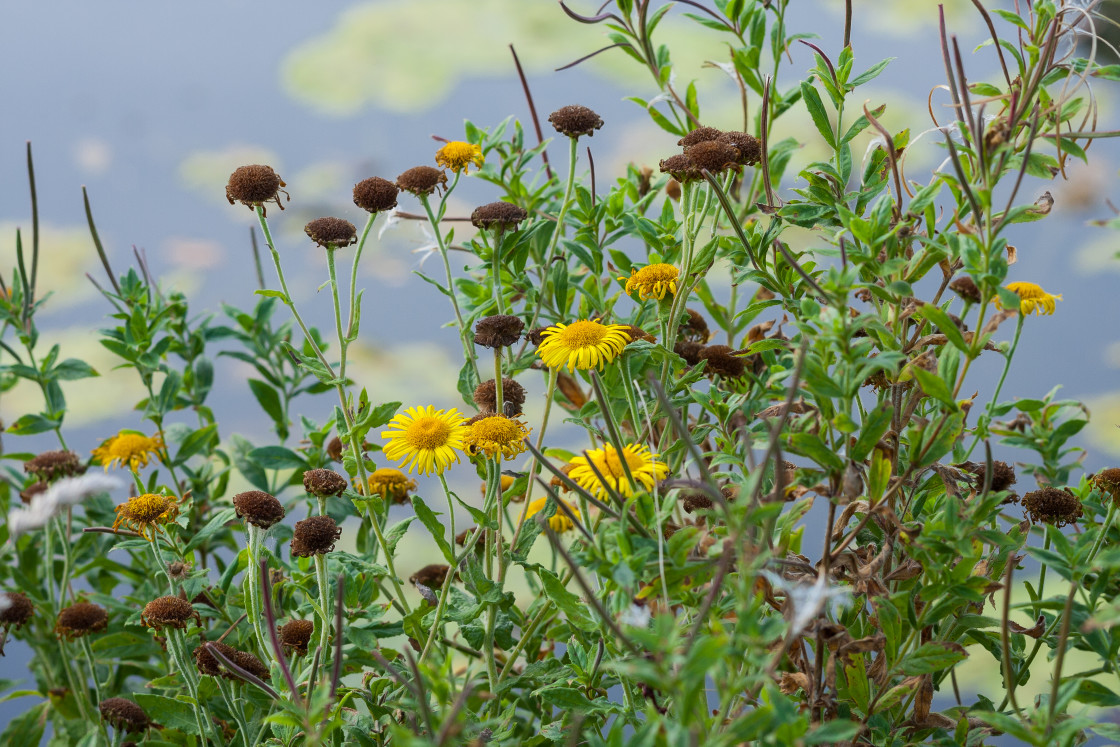 "Common Fleabane Wild Flowers" stock image