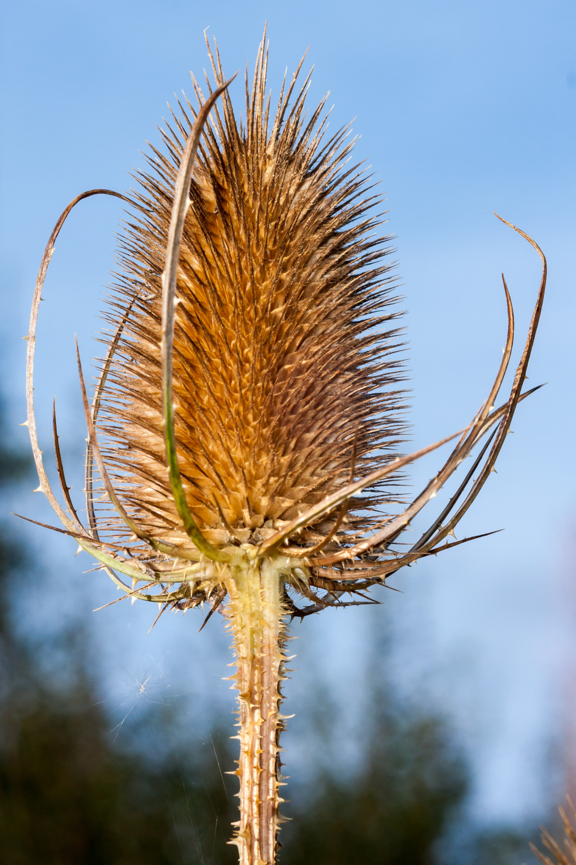 "Teasel Seed Head" stock image