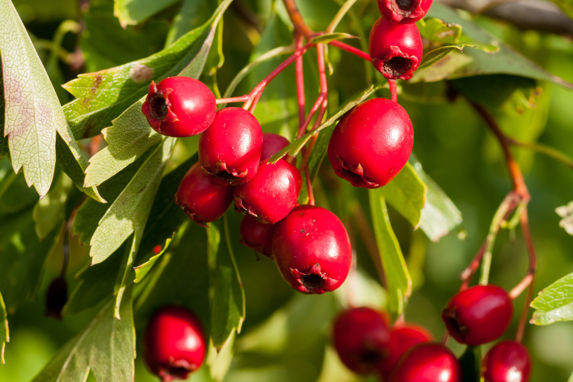 "Hawthorn Berries" stock image