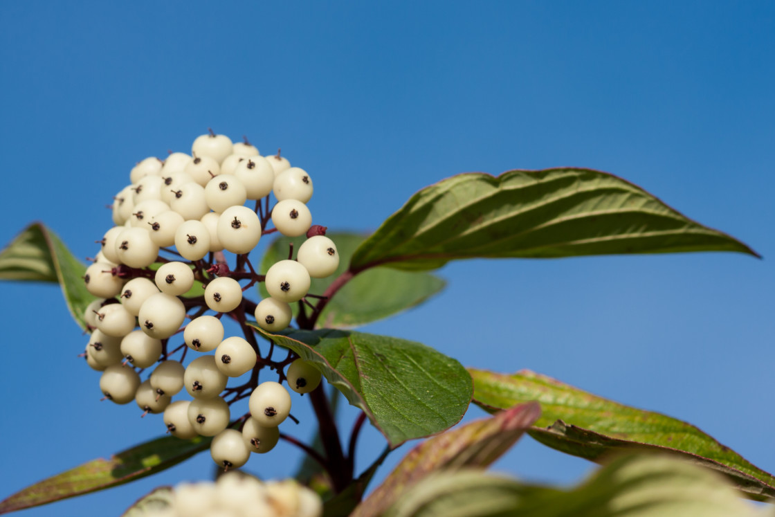 "Red-osier Dogwood Berries" by Gordon England - $12.62 "Red-osier Dogwood Berries" stock image