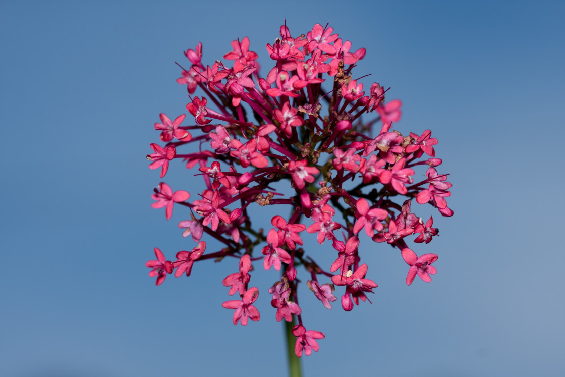 "Red valerian Flower" stock image