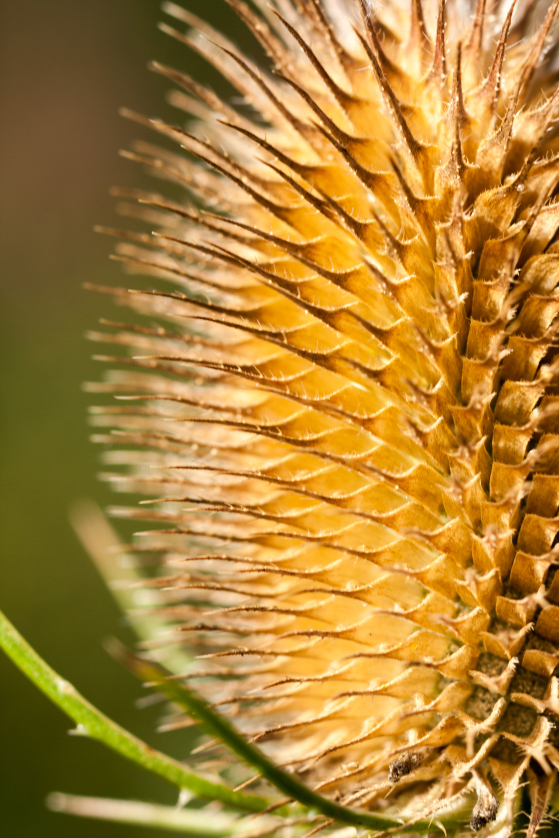 "Teasel Seed Head Close up" stock image