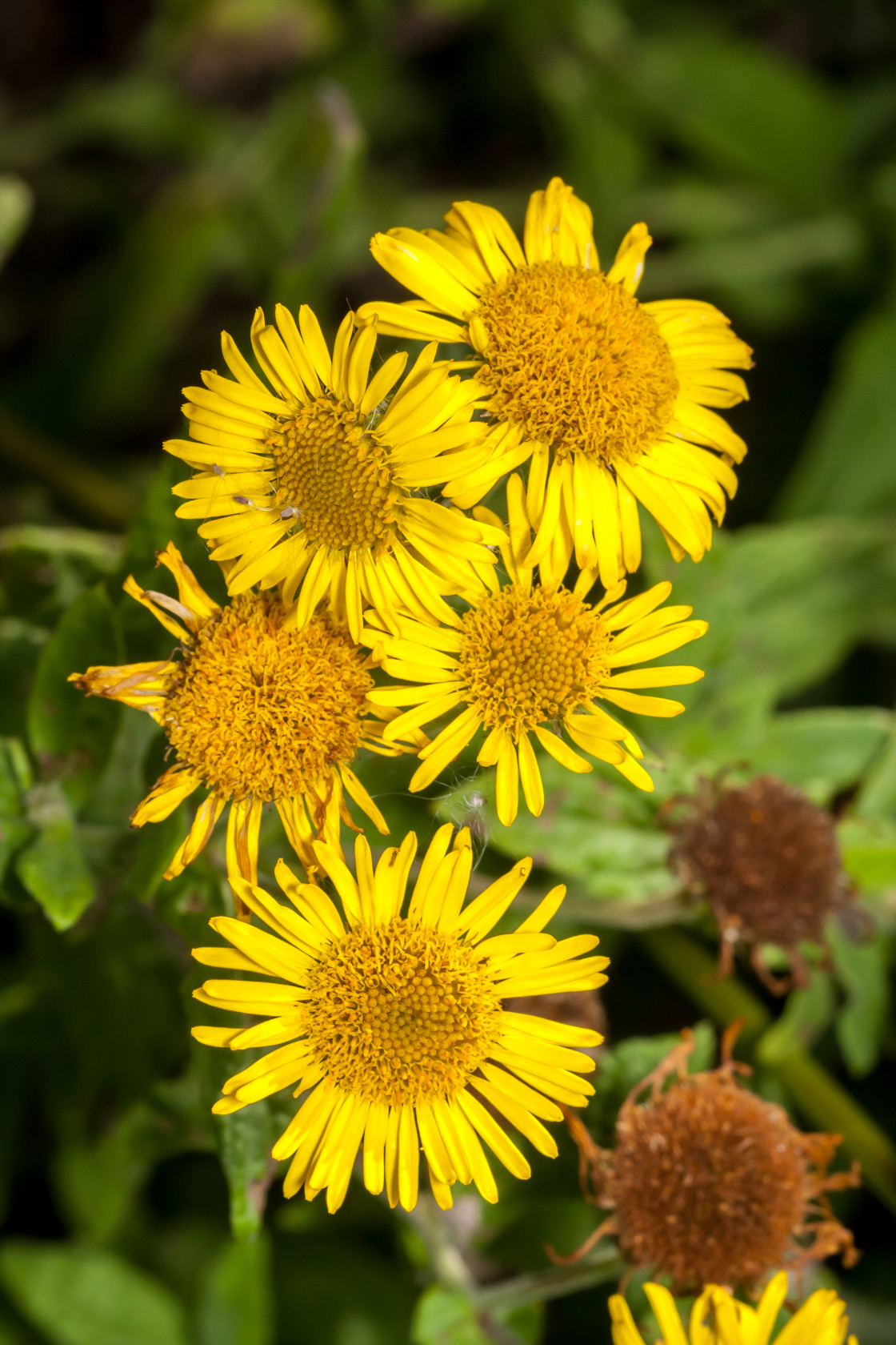 "Common Fleabane Wild Flowers" stock image