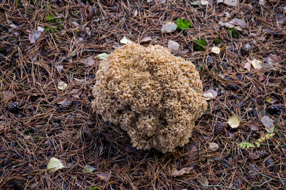 "Wood Cauliflower Fungus" stock image