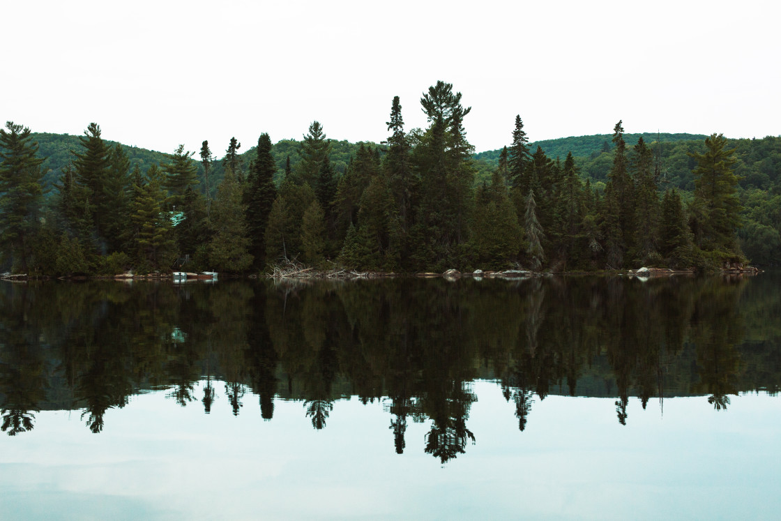 "Forest reflection" stock image