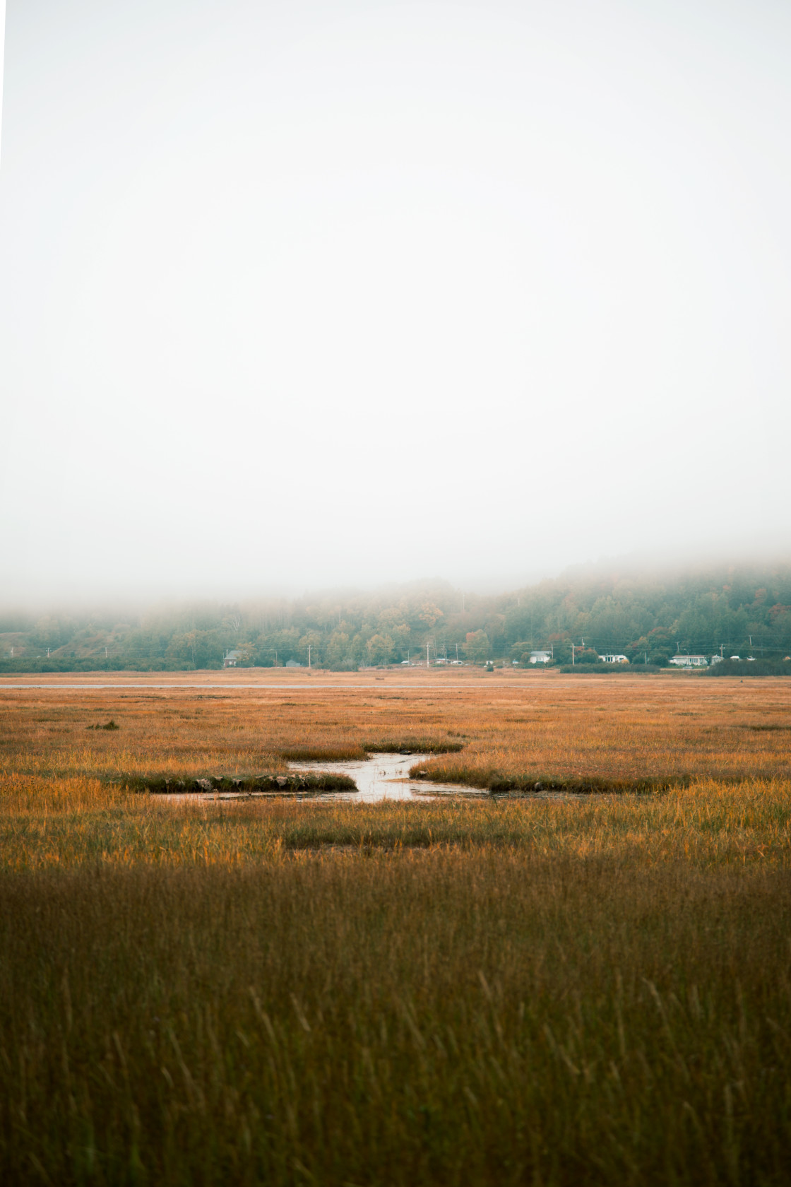 "Swamp" stock image