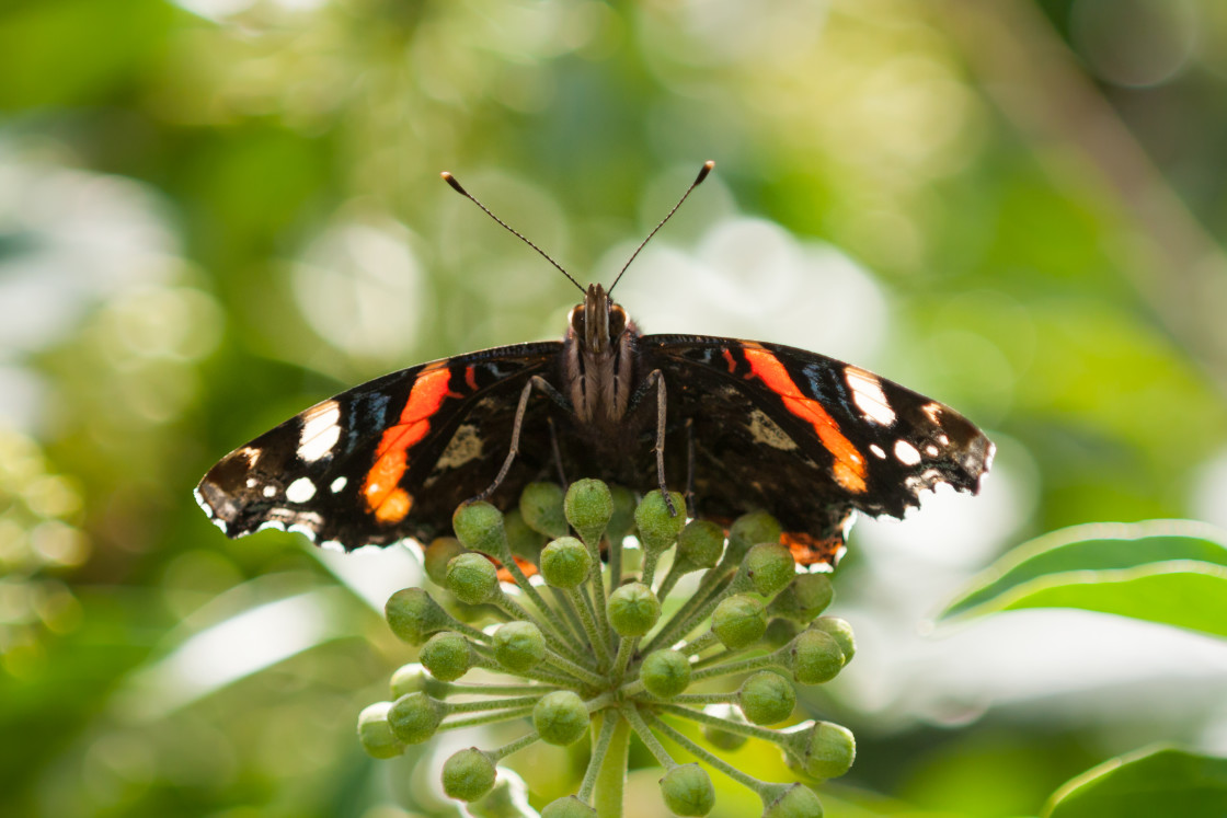 "Red Admiral Butterfly" by Gordon England - $12.71 "Red Admiral Butterfly" stock image