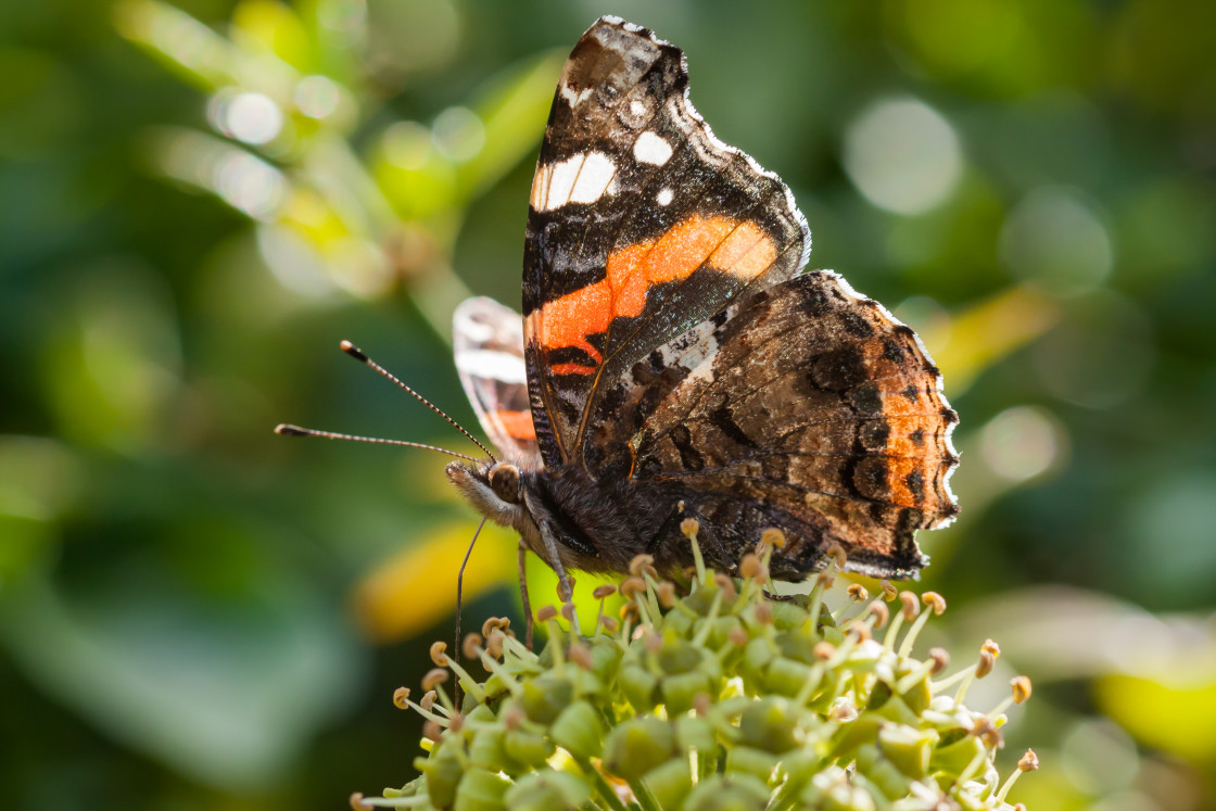 "Red Admiral Butterfly" by Gordon England - $12.24 "Red Admiral Butterfly" stock image