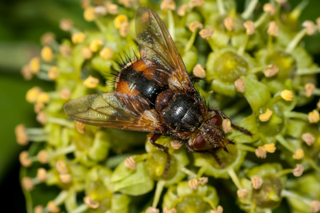 "Tachinid Fly on Flowering Ivy" stock image