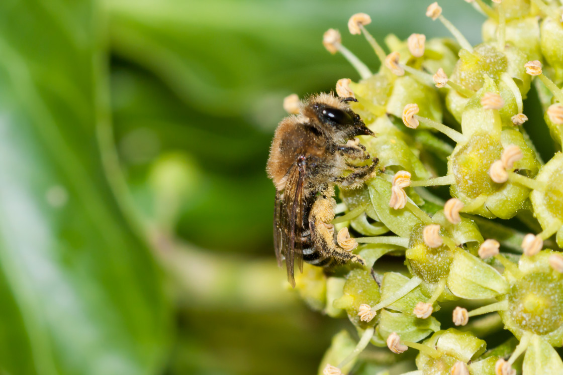 "Ivy Bee - Colletes hederae" by Gordon England - $12.70 "Ivy Bee - Colletes hederae" stock image