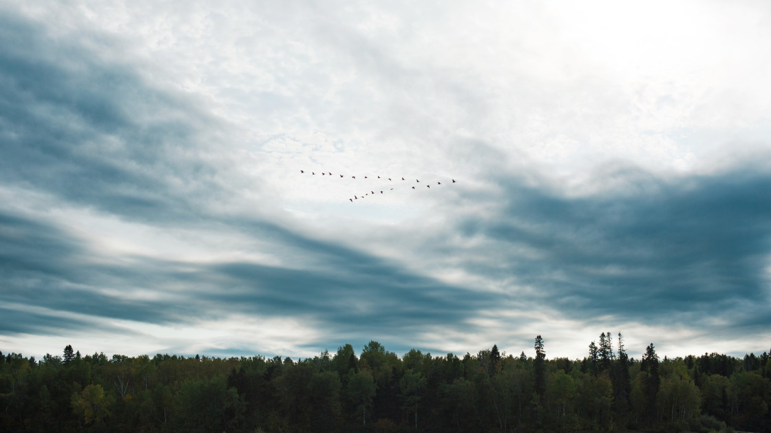 "Birds" stock image