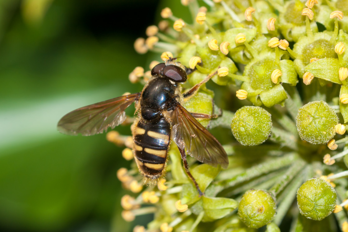 "Bog Hoverfly on Flowering Ivy" stock image