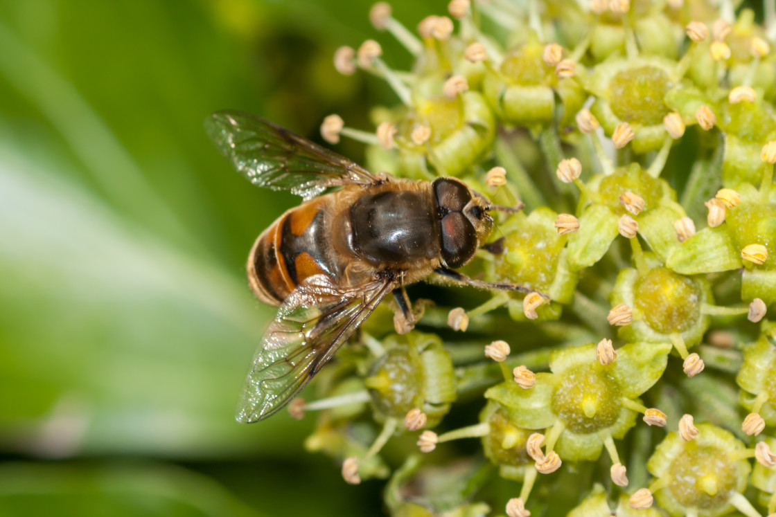 "Common Drone Fly on Ivy Flowers" stock image