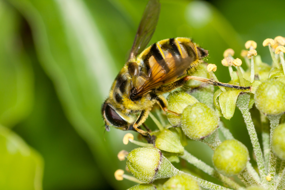 "Myathropa florea Hoverfly" stock image