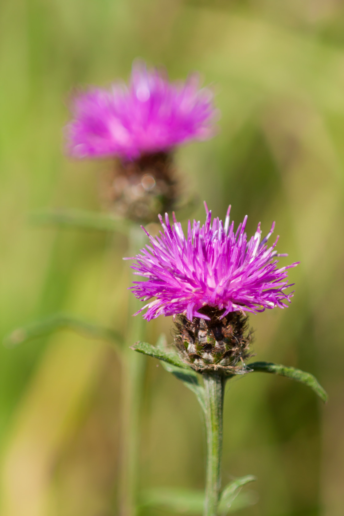 "Knapweed Flowers" stock image