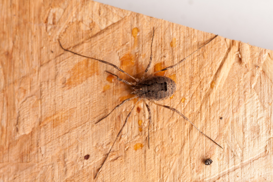 "Harvestman" stock image