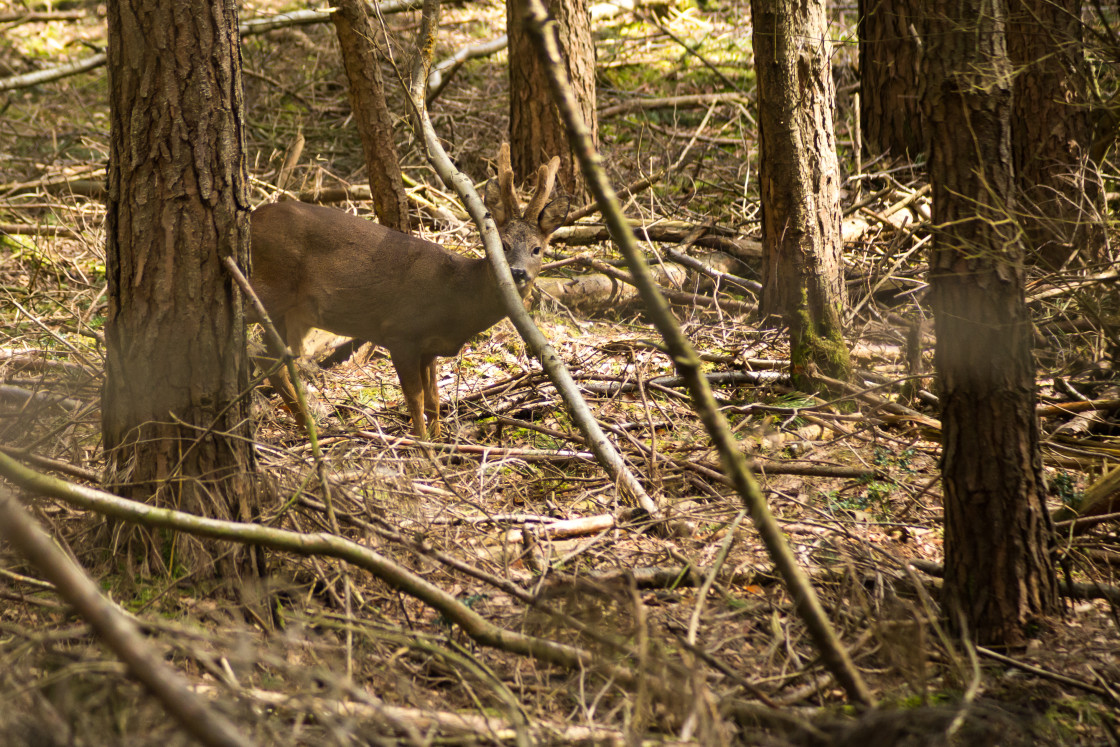 "Roebuck Deer" stock image