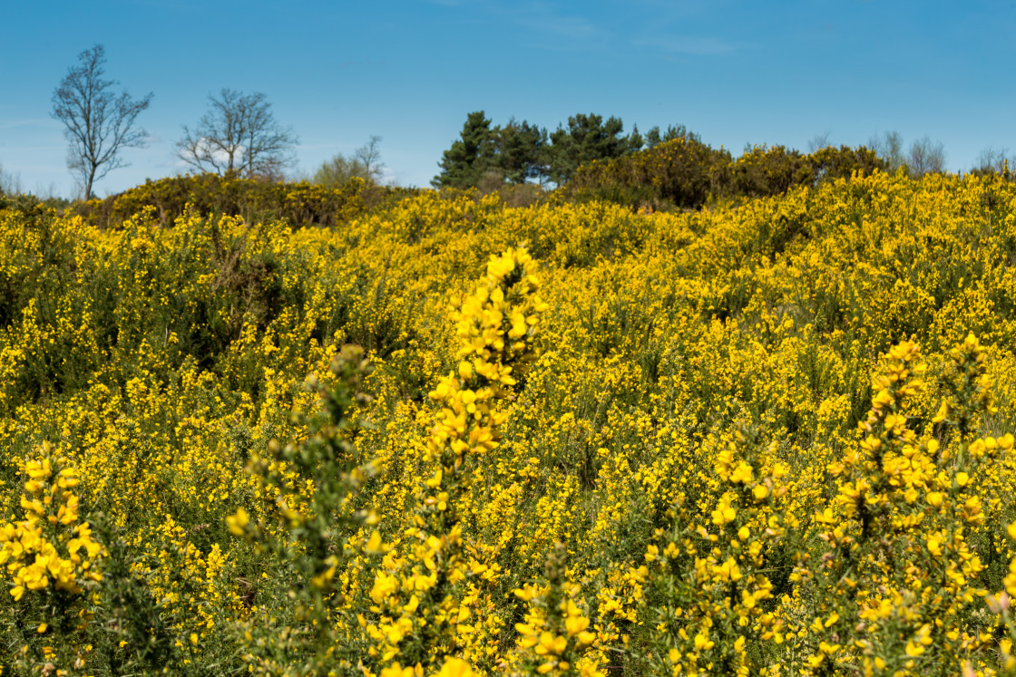 "Ablaze of Yellow Gorse" by Gordon England - $12.63 "Ablaze of Yellow Gorse" stock image